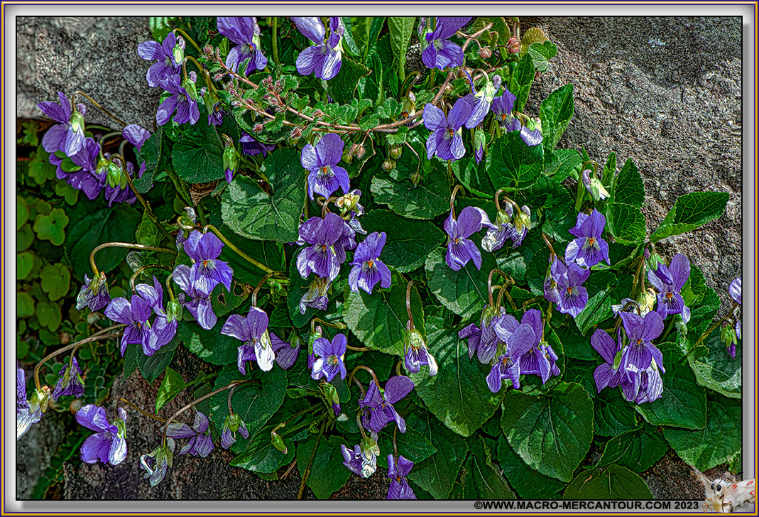 Violettes